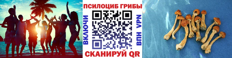 купить Чехов Псилоцибиновые грибы ЛСД